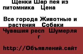 Щенки Шар пея из питомника › Цена ­ 25 000 - Все города Животные и растения » Собаки   . Чувашия респ.,Шумерля г.